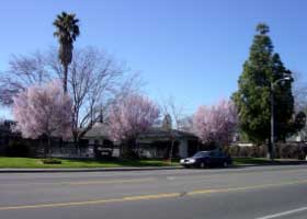 住宅地の春の日